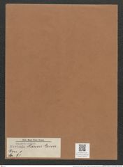 Navicula haueri Grun. (de-Toni-Nr.: Genus 1, Species 97) Zeichnungen Sammlung Grunow Mappe 00072 (Herbarium_W_Grunow_drawings_Folder_00072)